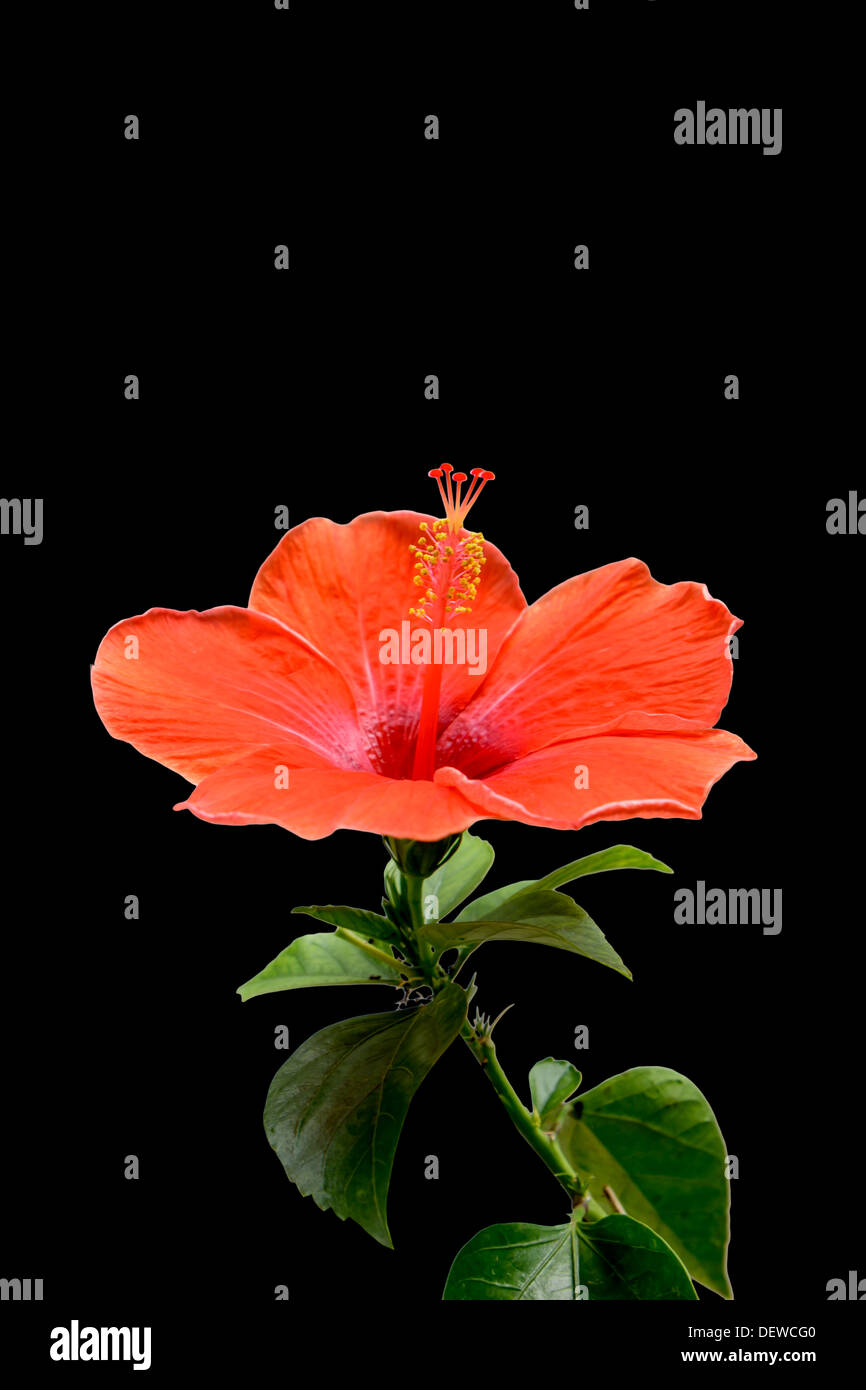 Fleur d'hibiscus rouge avec des succursales Banque D'Images