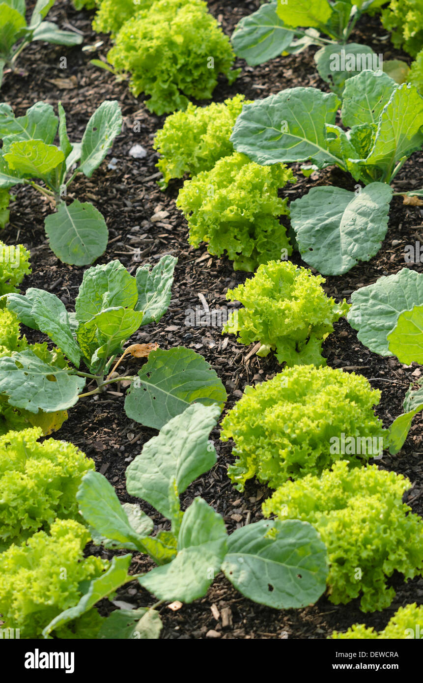 Des feuilles de la laitue (Lactuca sativa var. crispa) et de chou (Brassica oleracea var. sabauda) Banque D'Images