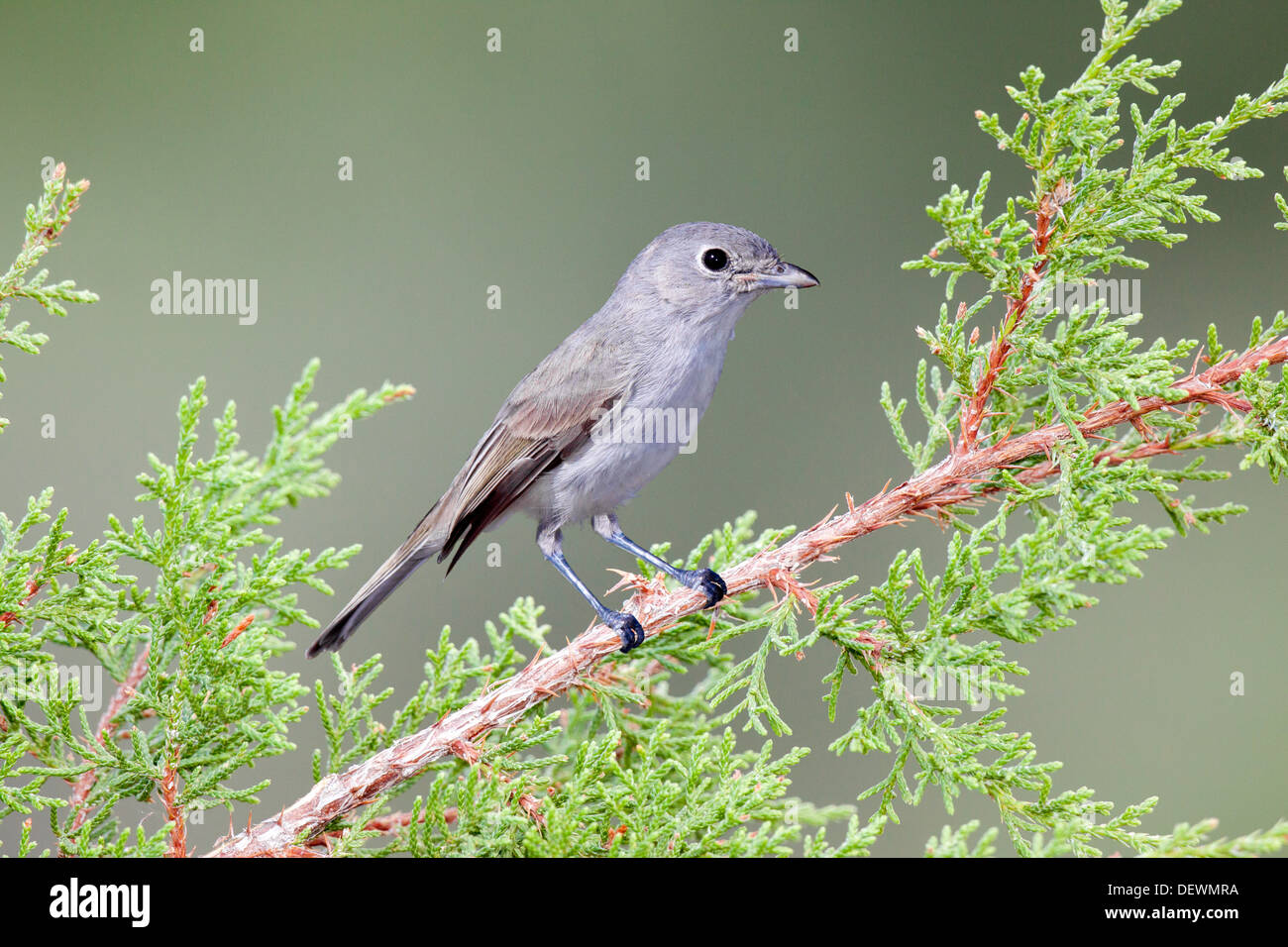 Gray Vireo vicinior Oracle, comté de Pinal, Arizona, United States 10 septembre Hot Vireonidae Banque D'Images