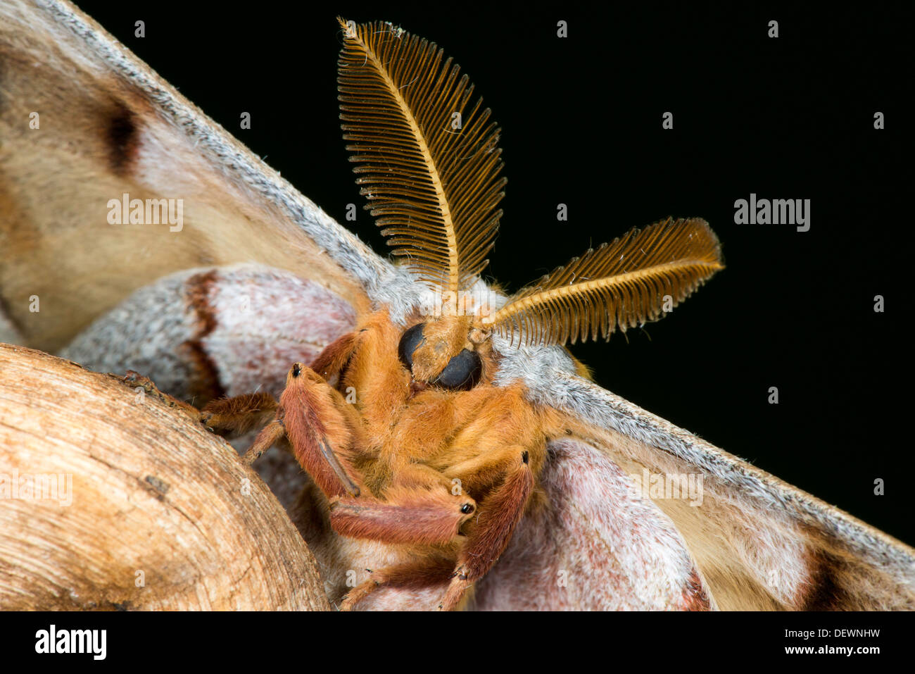 Polyphème Antheraea polyphemus Tucson, Arizona, United States 15 août les Saturniidae Adultes Banque D'Images