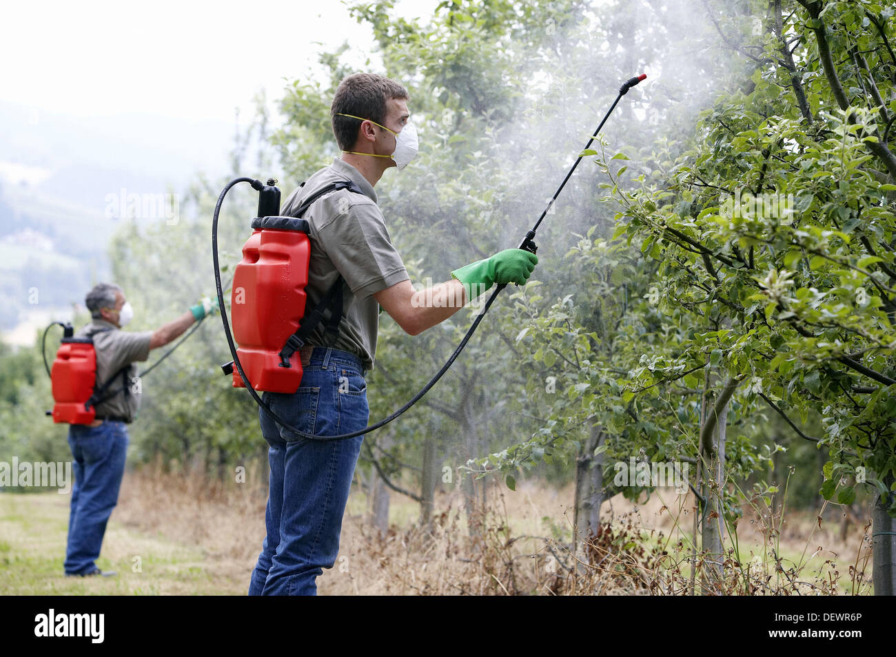 Traiter les agriculteurs des arbres fruitiers avec pulvérisateur  (insecticides, pesticides). Pommiers. Gipuzkoa, l'Euskadi. L'Espagne Photo  Stock - Alamy