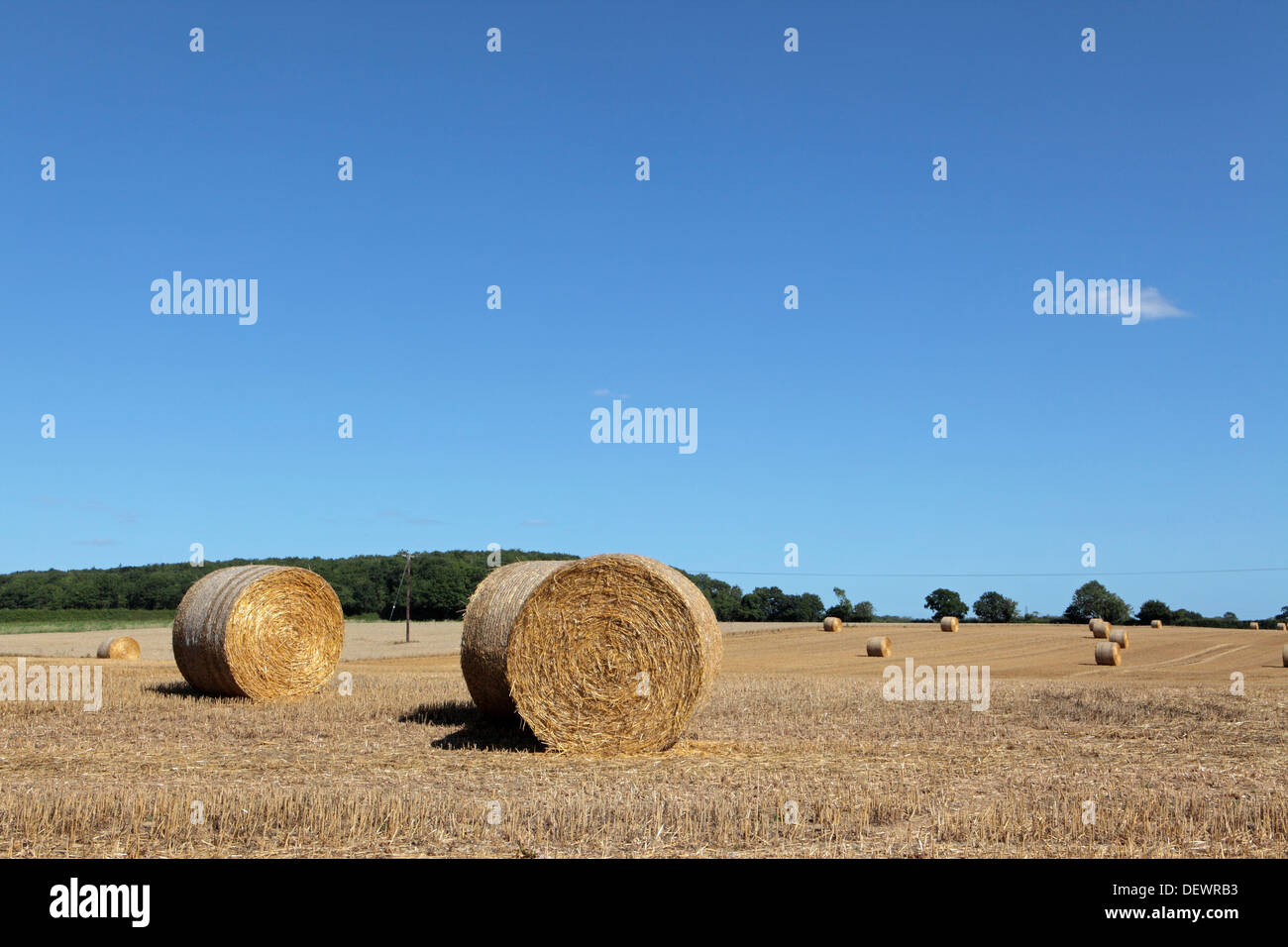 Balles de foin rondes récoltés à l'automne, saison automne scène agricole farm, Suffolk, UK Banque D'Images