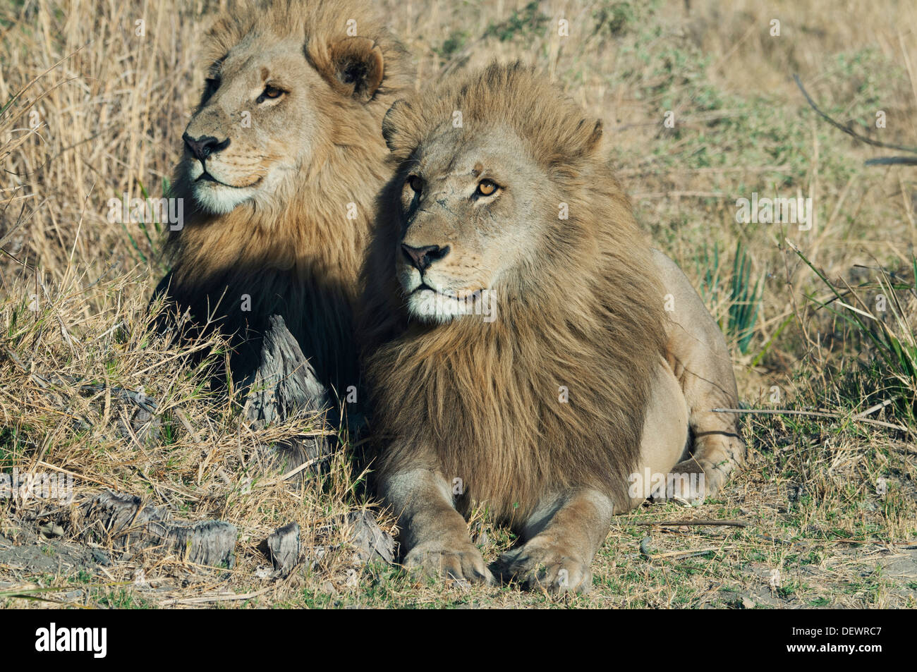 L'African Lion (Panthera leo) Hommes (frères ?) restés ensemble Okavango Delta, Botswana Banque D'Images