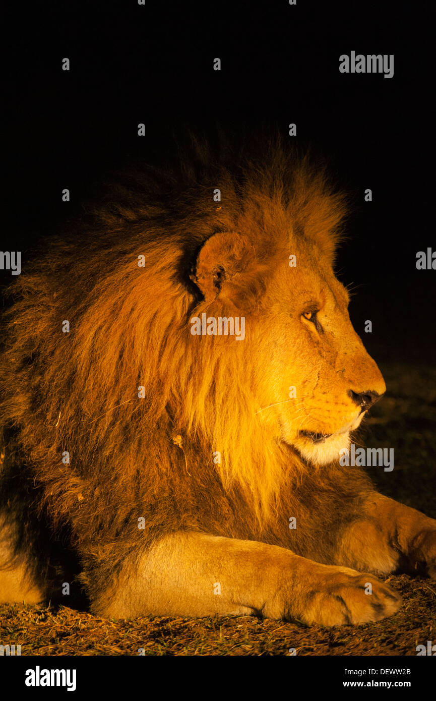 L'African Lion (Panthera leo) de sexe masculin dans la nuit avec un projecteur, Okavango Delta, Botswana Banque D'Images