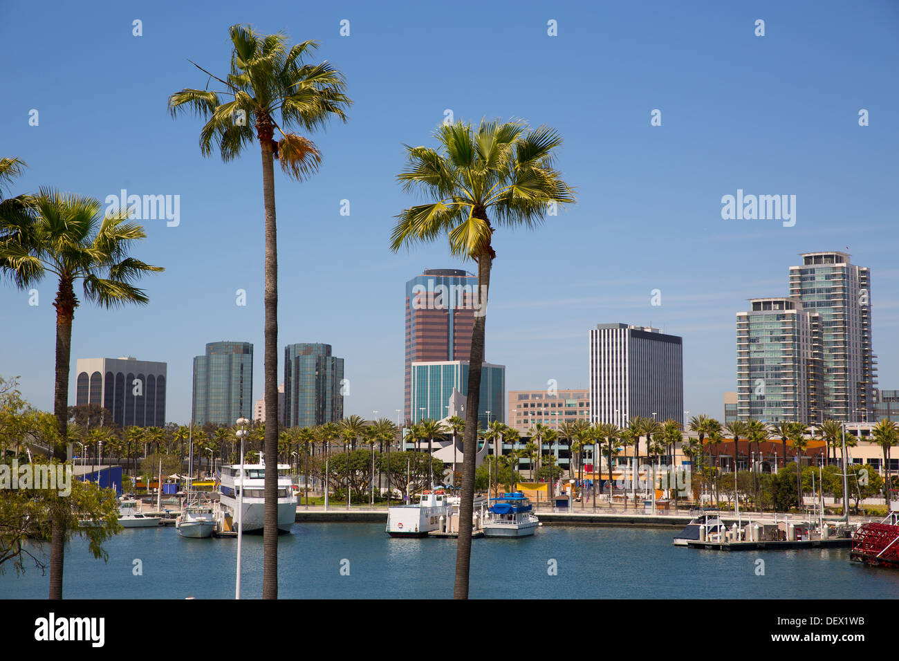 Long Beach Californie skyline de palmiers à partir de la marina port USA Banque D'Images