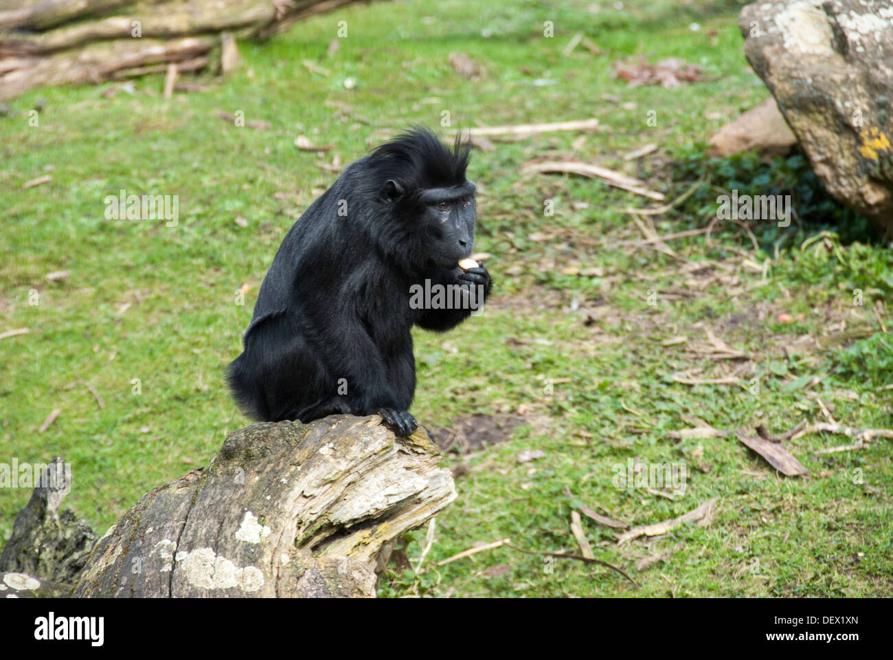 Macaque à crête noire sa nourriture manger Banque D'Images