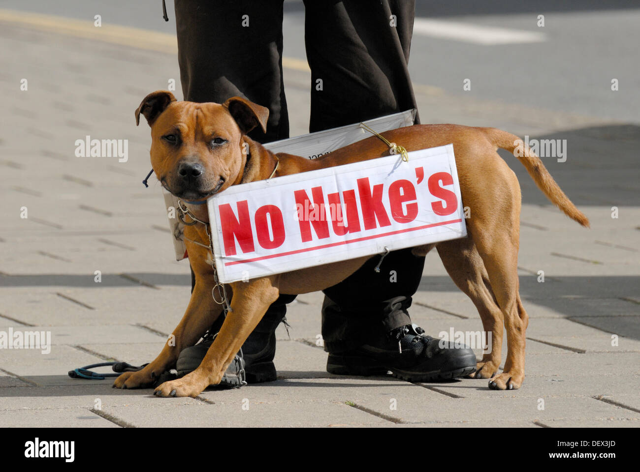 Brighton, UK. 24 août, 2013. Conférence du parti travailliste, Brighton, Angleterre. 24/09/2013. Stuart Holmes militant avec son chien, également appelé Stuart. (Mauvaise grammaire - apostrophe utilisé pour un pluriel) campagne contre l'énergie nucléaire Banque D'Images