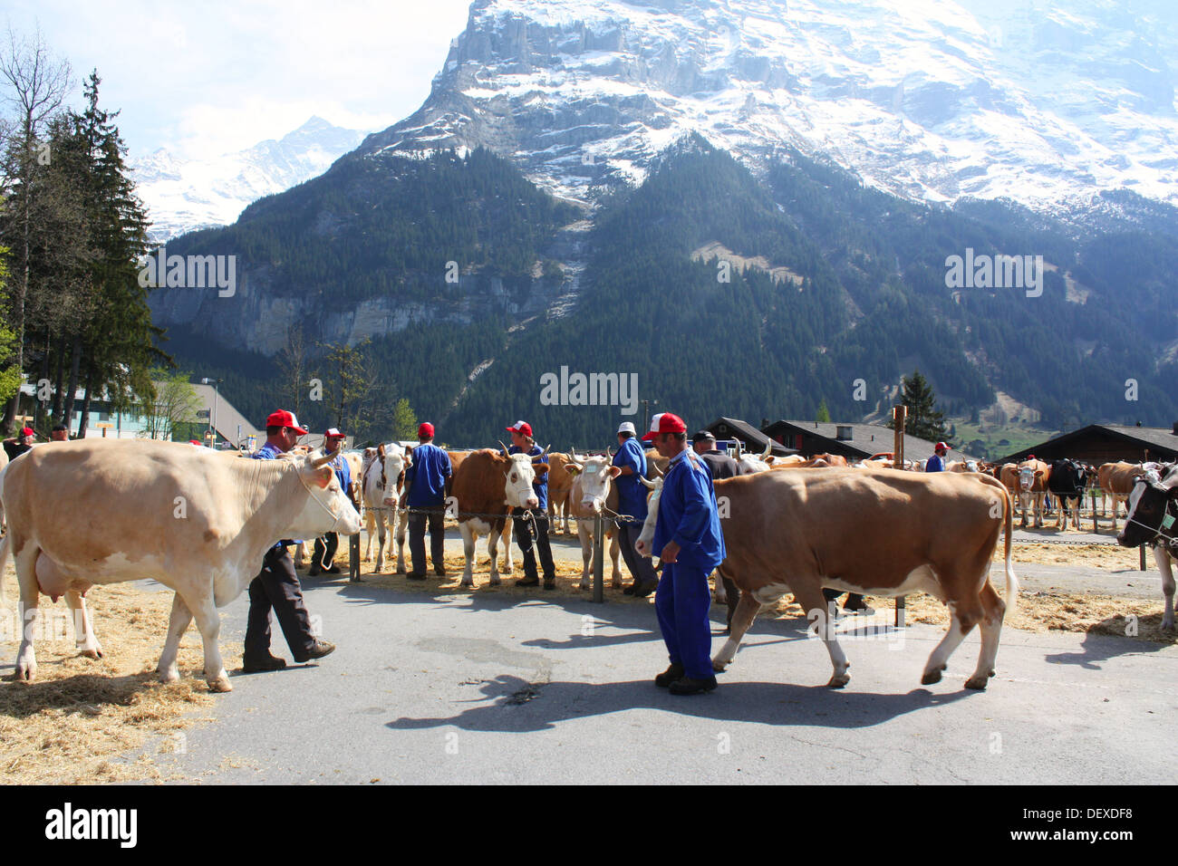 Voir les vaches à Grindelwald, Suisse Banque D'Images