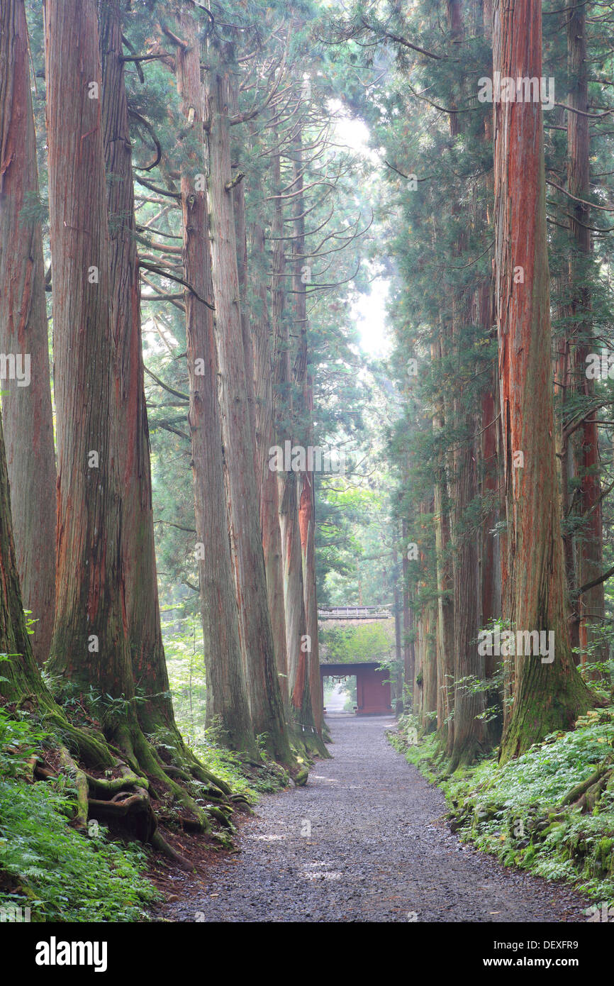 L'avenue Cedar du Sanctuaire Togakushi, Nagano Prefecture, Japan Banque D'Images