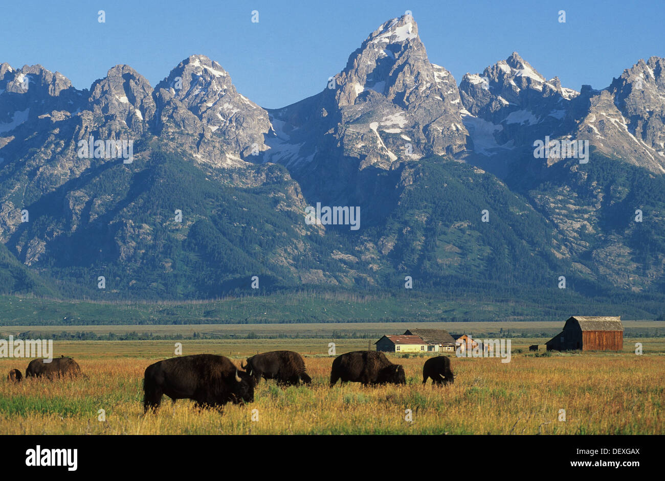 Le wapiti Wyoming266-1144, Parc National de Grand Teton, Jackson Hole, Tetons avec bison américain Banque D'Images