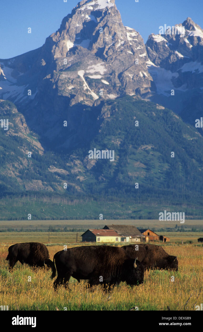 V266-1145Elk Wyoming, Parc National de Grand Teton, Jackson Hole, bisons avec Tetons Banque D'Images