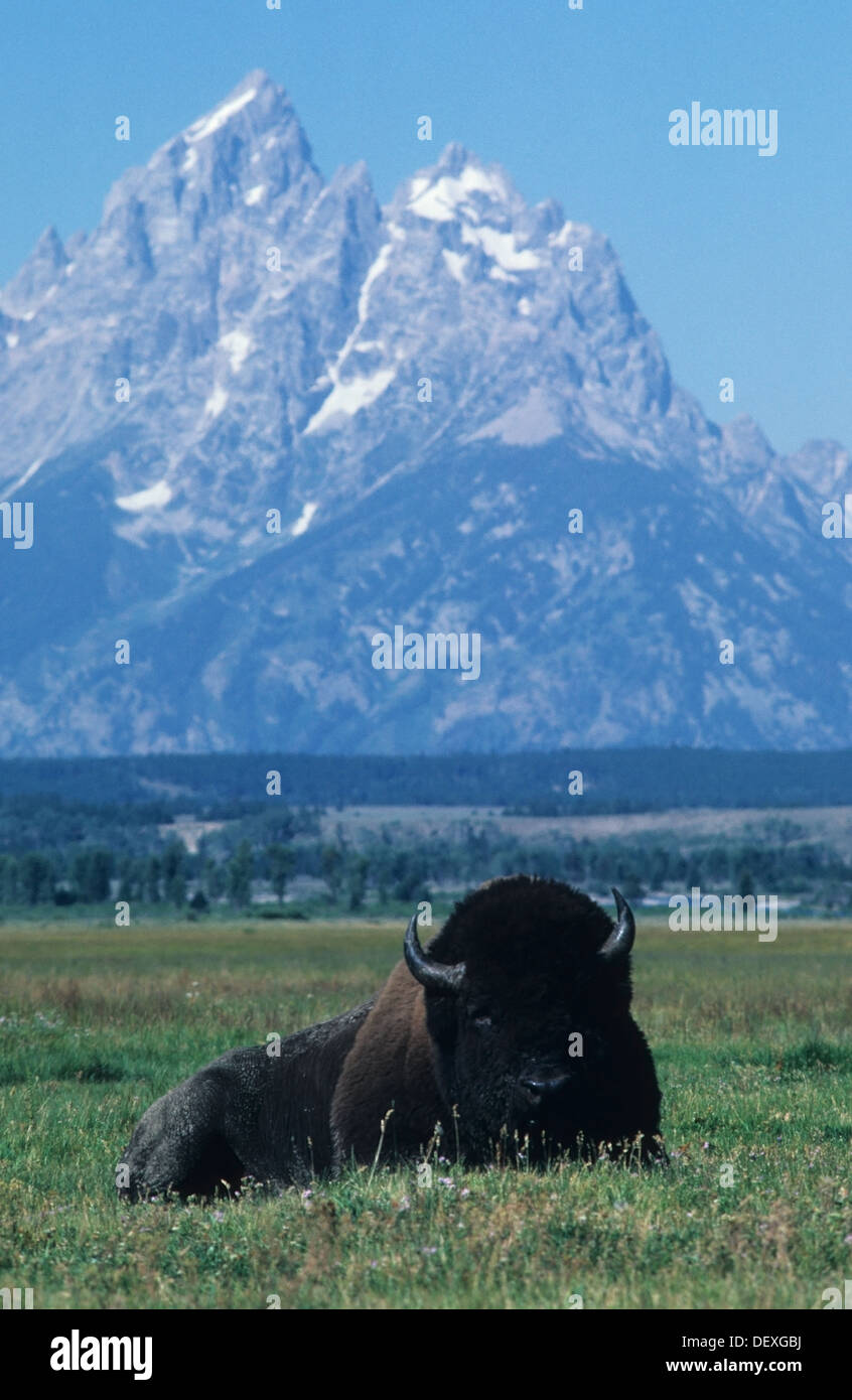 V266-1151Elk Wyoming, Parc National de Grand Teton, Jackson Hole, Tetons avec bison américain Banque D'Images