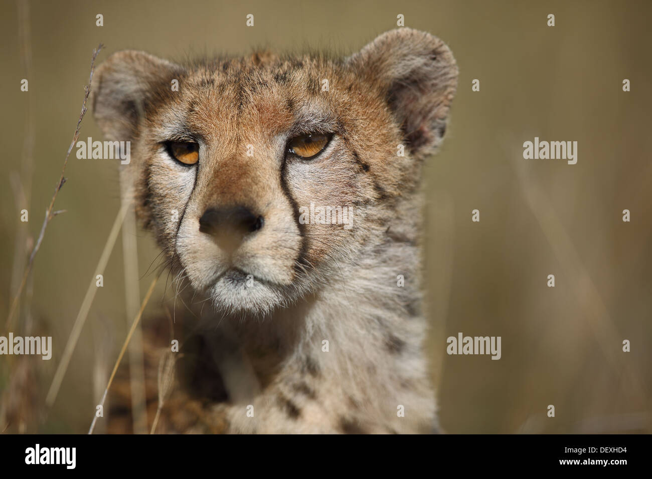Portrait de guépard dans les masais Mara Banque D'Images