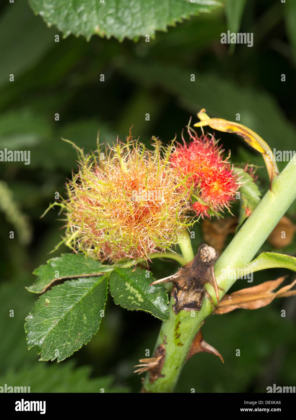 Rose bedeguar gall (Robin's pincushion, moss gall) sur un wild rose causée par la guêpe parthénogénétique Diplolepis rosae Banque D'Images