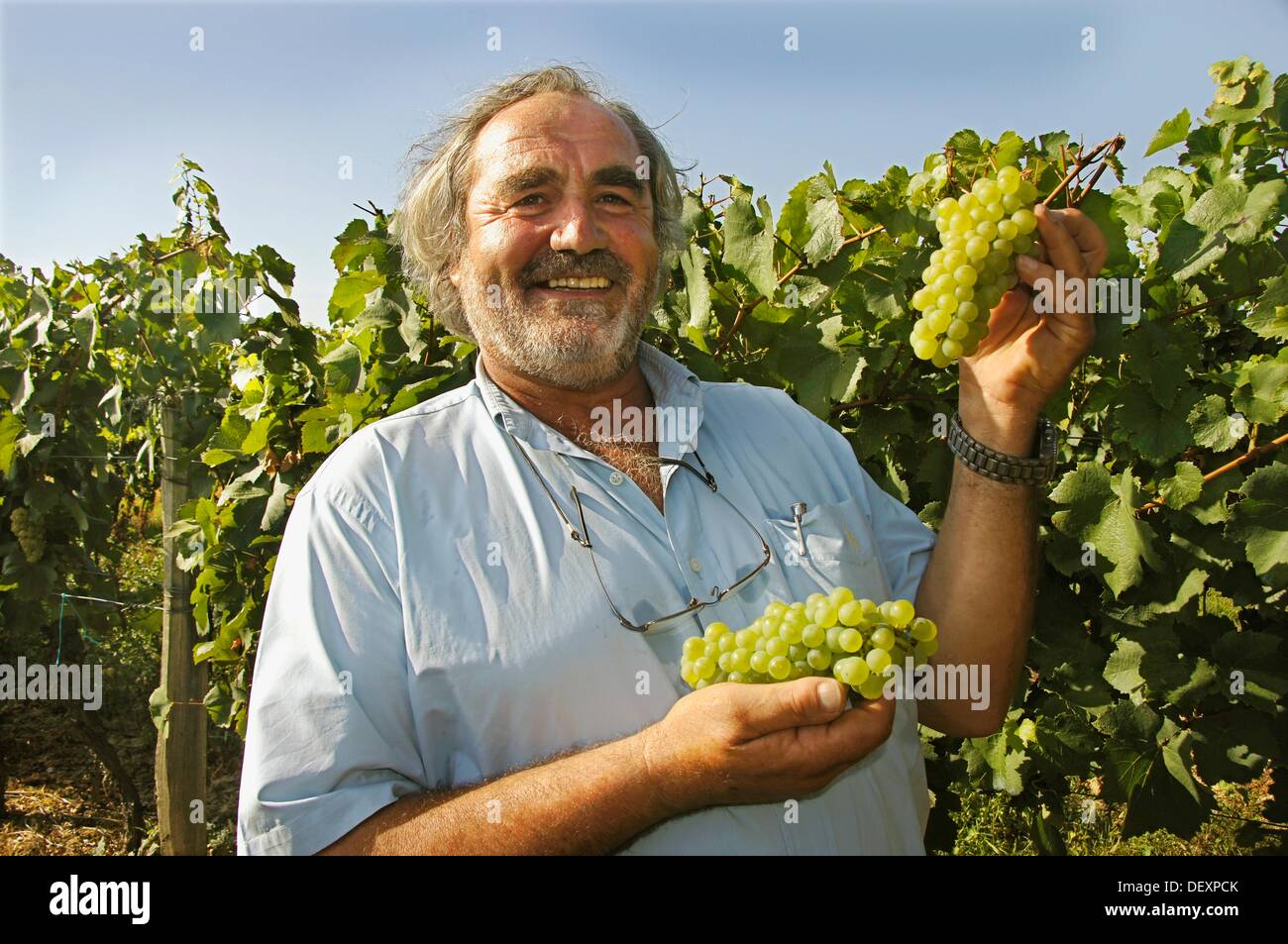 Yves GRASSA avec 'chardonnay' Cépages Vins, Domaine du Tariquet vins et  armagnac estate, proche de Eauze, Gers, Midi-Pyrénées Photo Stock - Alamy