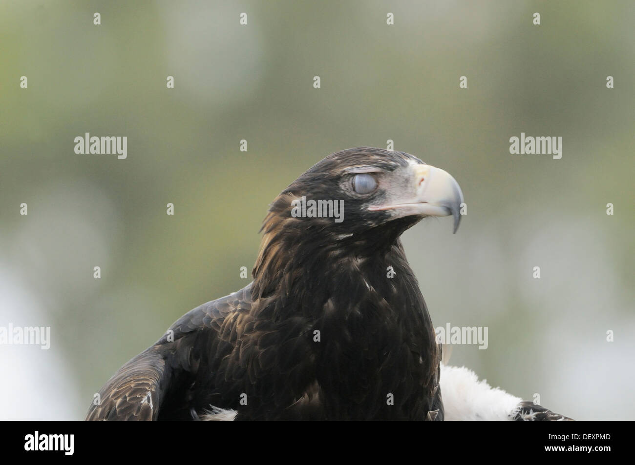 Aigle australien Aquila audax des profils montrant la tête de la membrane nictitante close up photographié en Tasmanie, Australie Banque D'Images