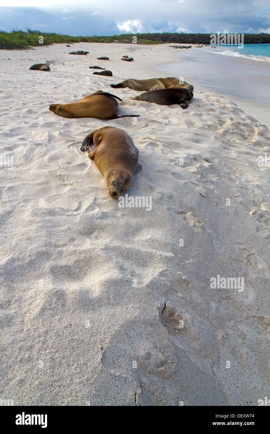 Les lions de mer des Galápagos à Gardner Bay, Espanola Island, Îles Galápagos Banque D'Images