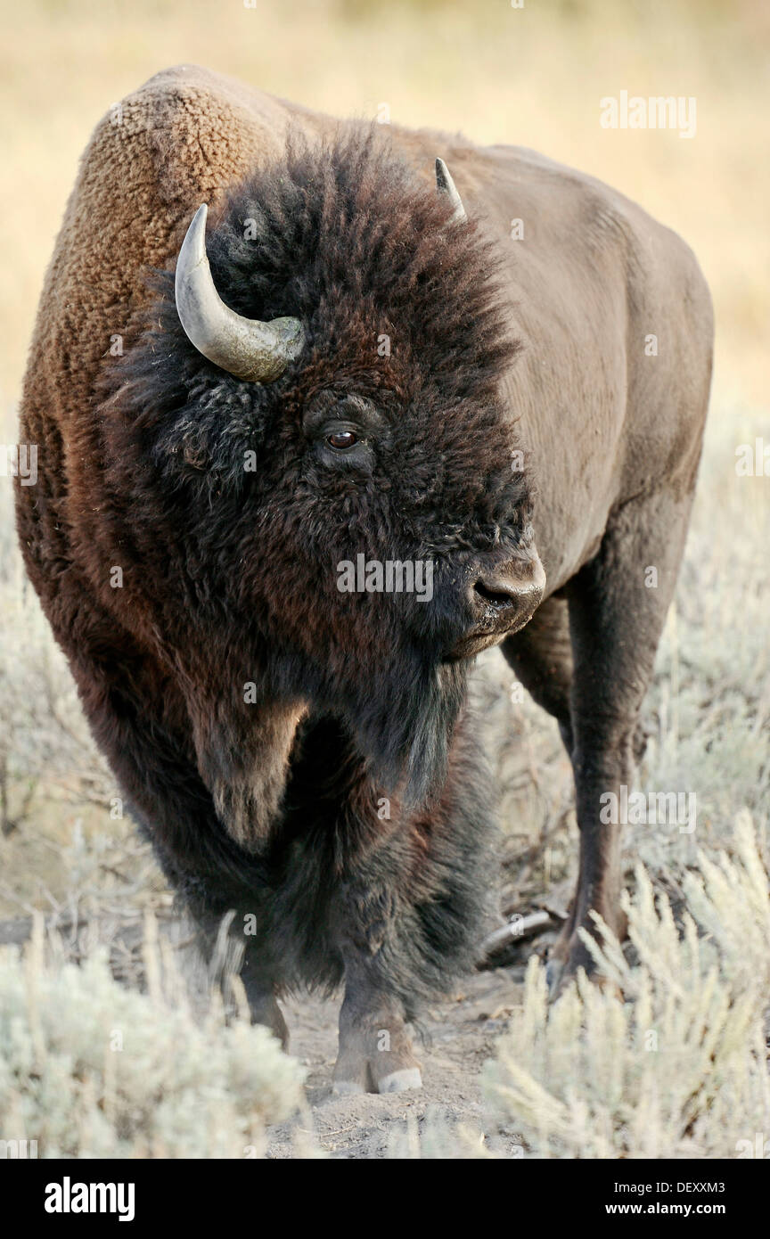Le bison d'Amérique (Bison bison), le Parc National de Yellowstone, Wyoming, USA Banque D'Images