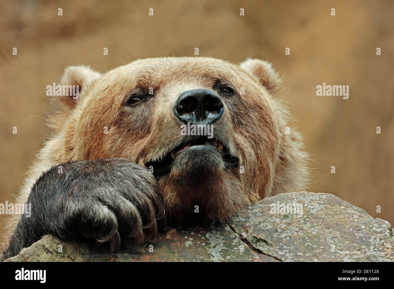 L'ours Kodiak (Ursus arctos middendorffi), portrait, originaire de l'Alaska, en captivité Banque D'Images