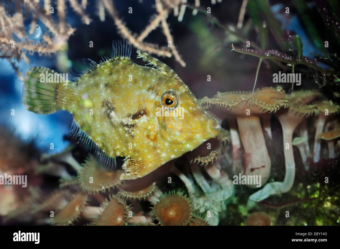Des Balistes nattés ou fichier queue Poils-poisson (Acreichthys tomentosus), originaire de l'Australie, l'Indonésie et le Japon, en captivité Banque D'Images