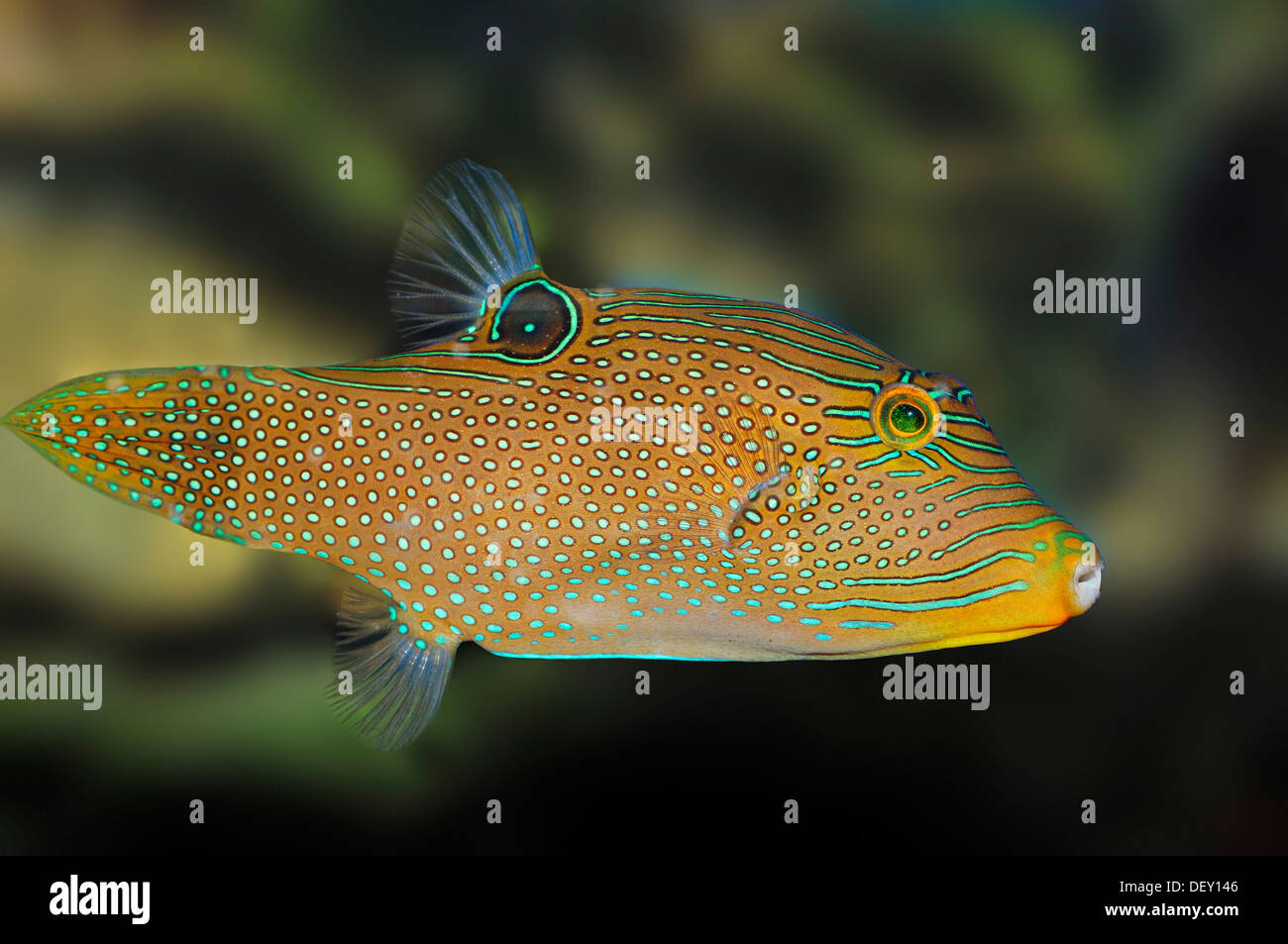 Toby papoue ou faux-eye (Toby Canthigaster solandri Canthigaster, Papouasie), originaire de la Grande Barrière de Corail Banque D'Images