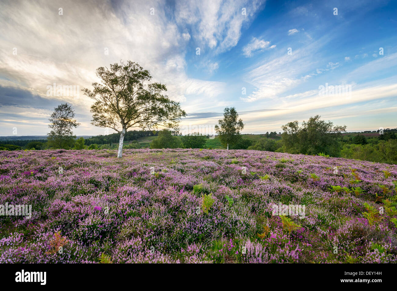 Heather en fleur dans le New Forest Banque D'Images