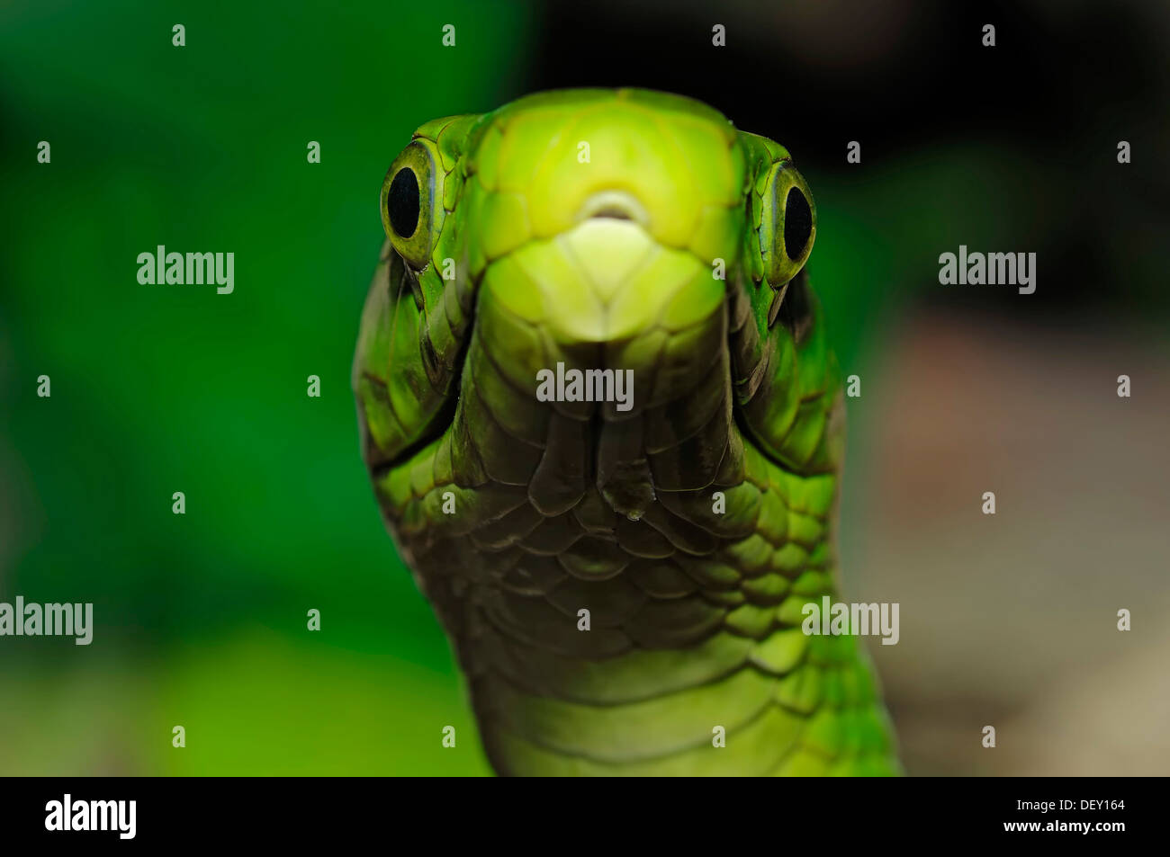 Green Mamba orientale (Dendroaspis angusticeps), serpent venimeux, portrait, originaire d'Afrique, en captivité Banque D'Images