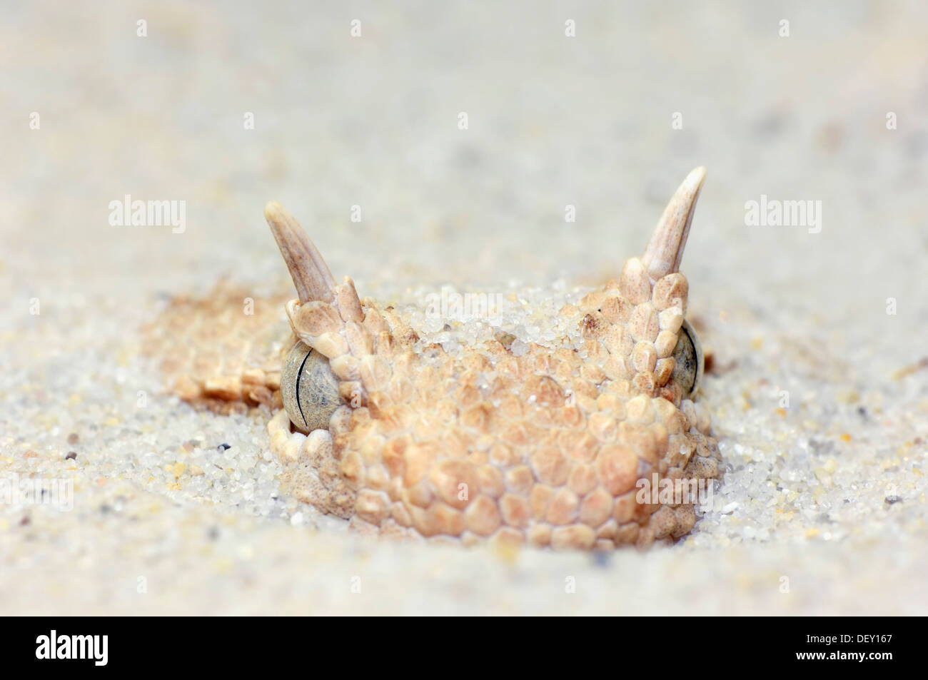 Vipère à cornes ou subsaharienne Horned Viper Désert (Cerastes cerastes), serpent venimeux, portrait, originaire d'Afrique du Nord Banque D'Images