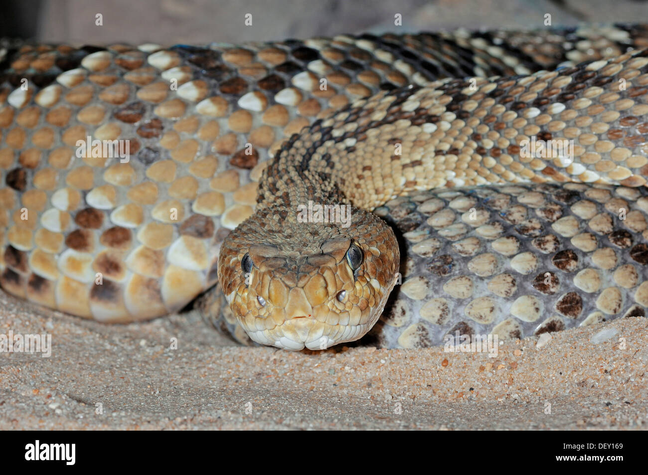 Côte ouest du Mexique ou du crotale (Crotalus basiliscus Rattler vert), serpent venimeux, originaire de la côte ouest de Banque D'Images