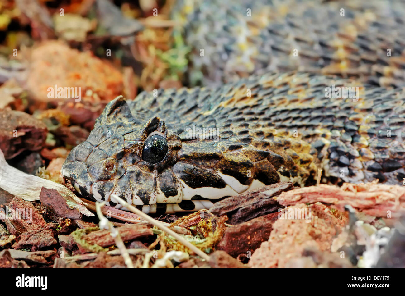L'Irian Jayan Death Adder ou rugueux-scaled Death Adder (Acanthophis rugosus), serpent venimeux, portrait, originaire d'Indonésie Banque D'Images