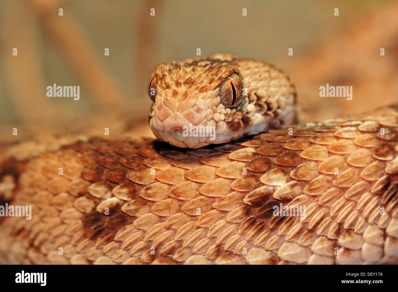 Tapis d'Afrique de l'ouest ou Viper Viper Tapis Ocellated (Echis ocellatus), serpent venimeux, portrait, originaire d'Afrique, en captivité Banque D'Images