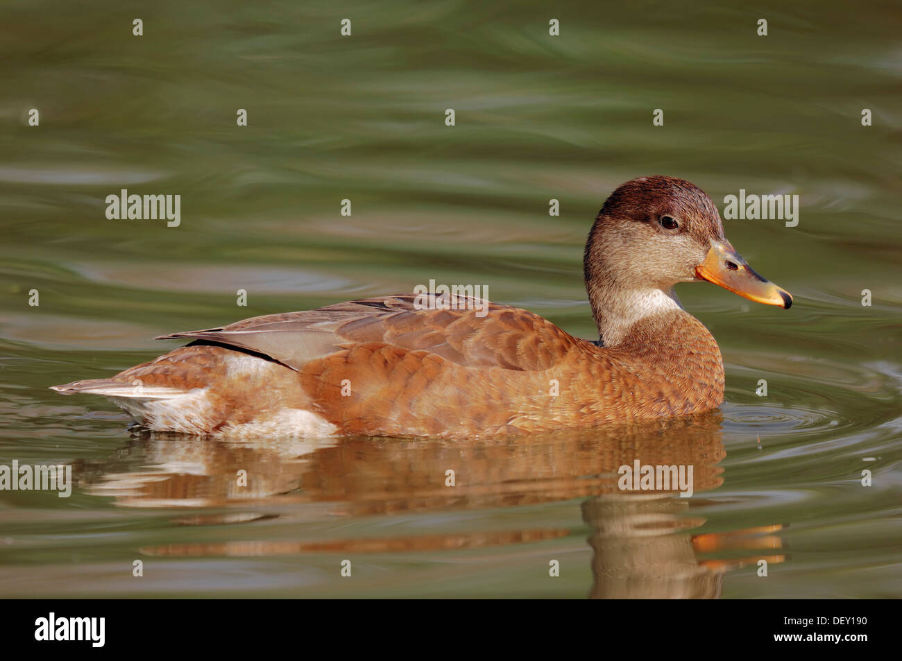 Canard à bec jaune (Anas undulata undulata), originaire d'Afrique, en captivité Banque D'Images