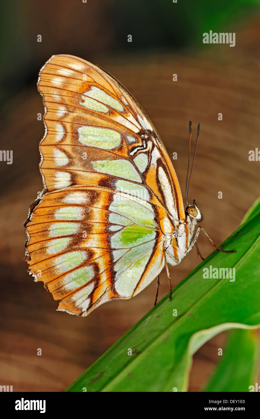 Siproeta stelenes Malachite (papillon), originaire d'Amérique du Sud, en captivité, Pays-Bas, Europe Banque D'Images