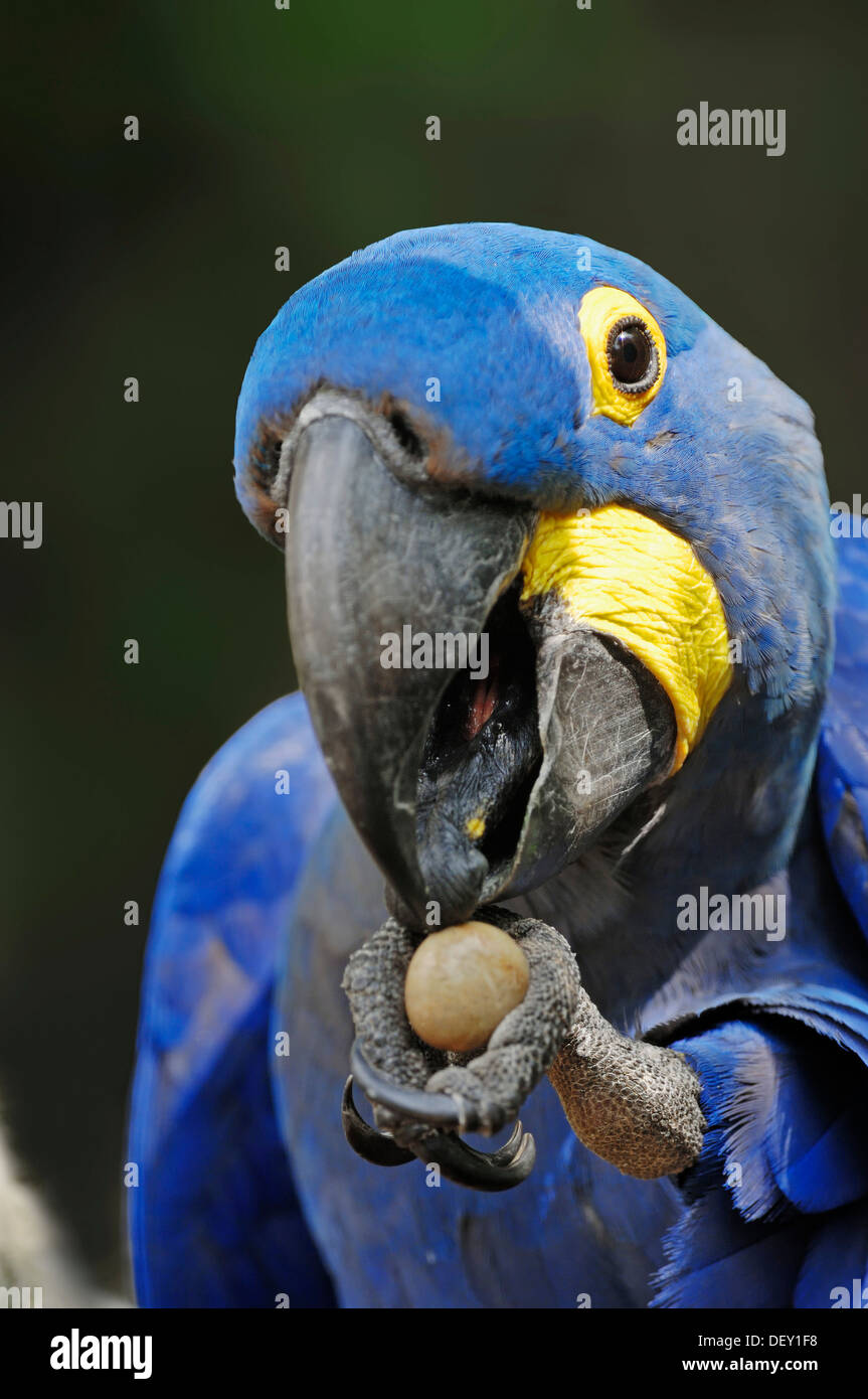 Anodorhynchus hyacinthinus Hyacinth Macaw (), portrait, originaire de l'Amérique du Sud, en captivité Banque D'Images