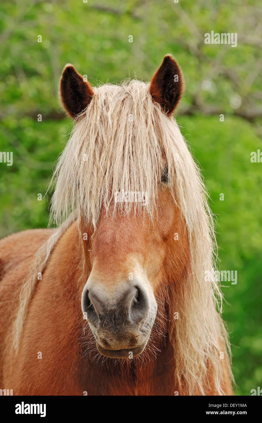 Noriker Horse, cheval de trait ou de Pinzgauer (Equus ferus caballus), portrait, Rhénanie du Nord-Westphalie Banque D'Images