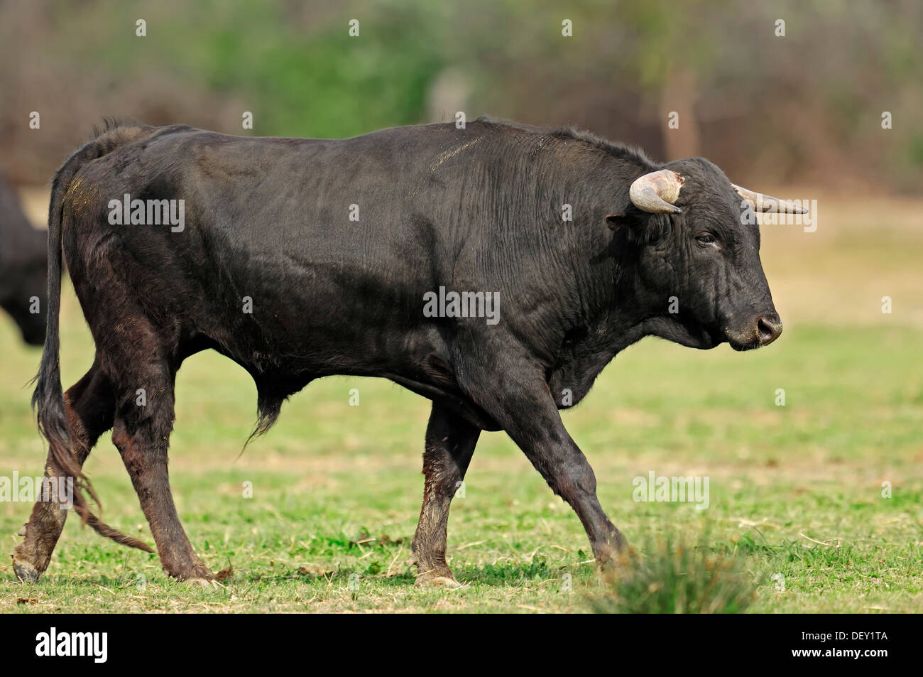 Taureau de Camargue (Bos primigenius taurus), la corrida, taureau Camargue, Provence, Sud de la France, Europe Banque D'Images