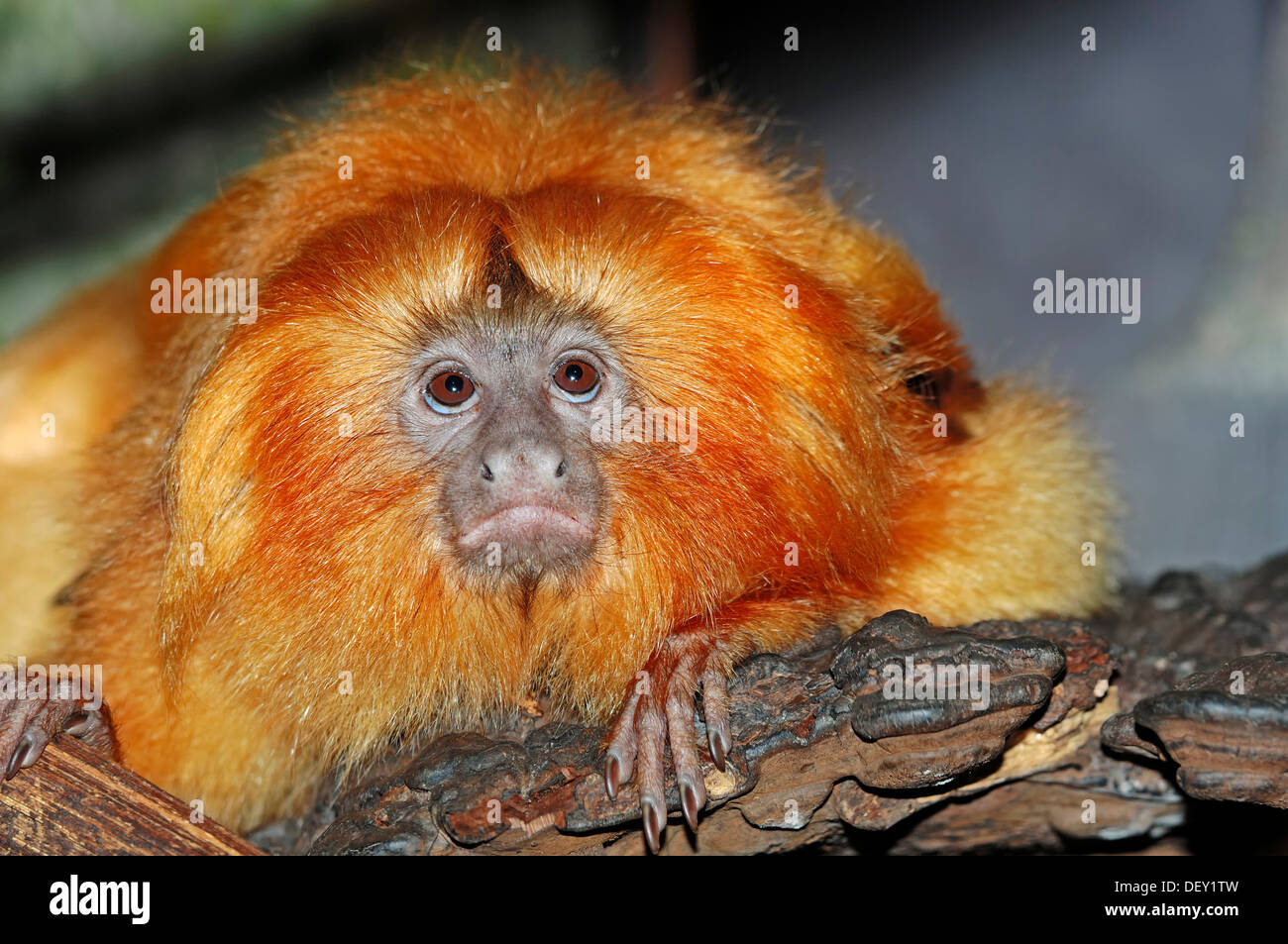 Tamarin Doré ou Golden ouistiti (Leontopithecus rosalia), originaire d'Amérique du Sud, en captivité, Pays-Bas, Europe Banque D'Images