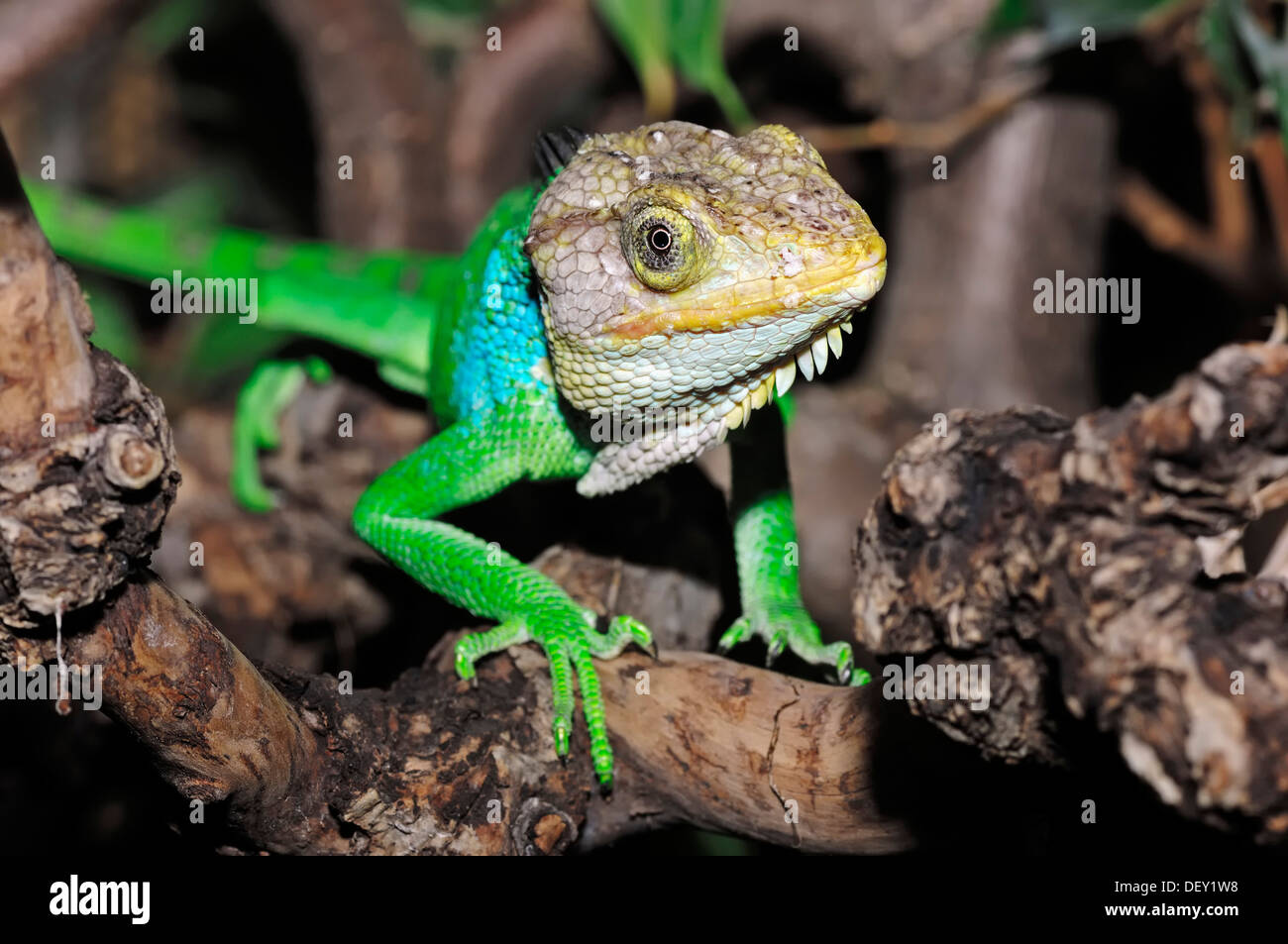 Bush péruvien Anole (Polychrus peruvianus), originaire d'Amérique du Sud, en captivité, Pays-Bas, Europe Banque D'Images