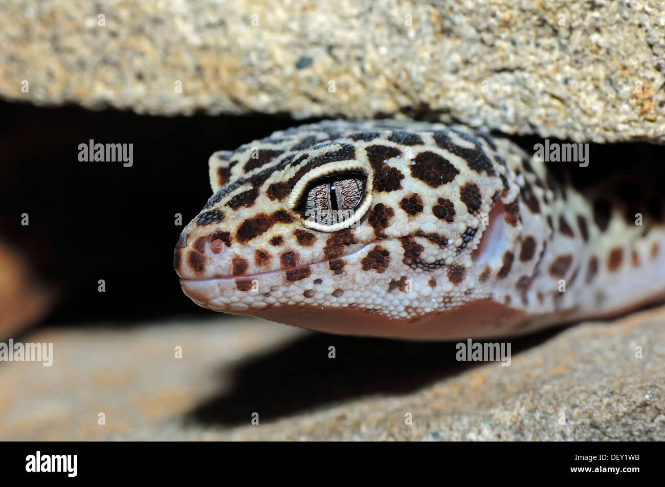 Le gecko léopard (Eublepharis macularius), originaire d'Asie, en captivité, Rhénanie du Nord-Westphalie Banque D'Images