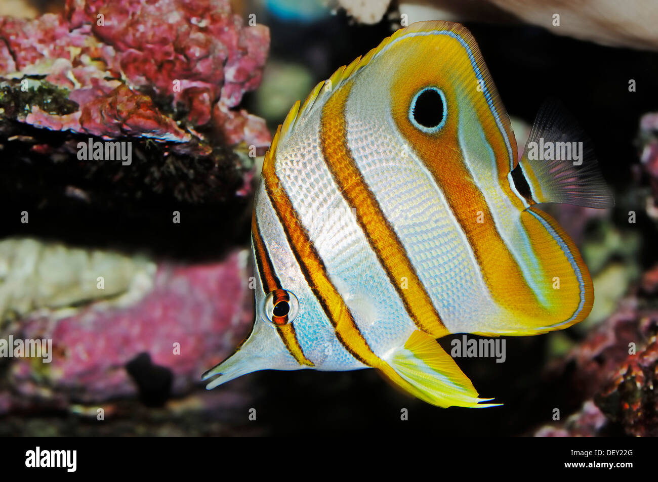 Ou de bec Coralfish chelmon à bec médiocre ((Chelmon Rostratus)), originaire de la Grande Barrière de Corail et de l'Indo-Pacifique Banque D'Images