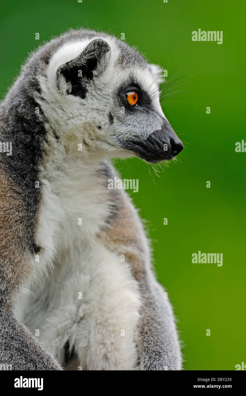 Untitled Document (Lemur catta), portrait, originaire de Madagascar, en captivité, Pays-Bas, Europe Banque D'Images