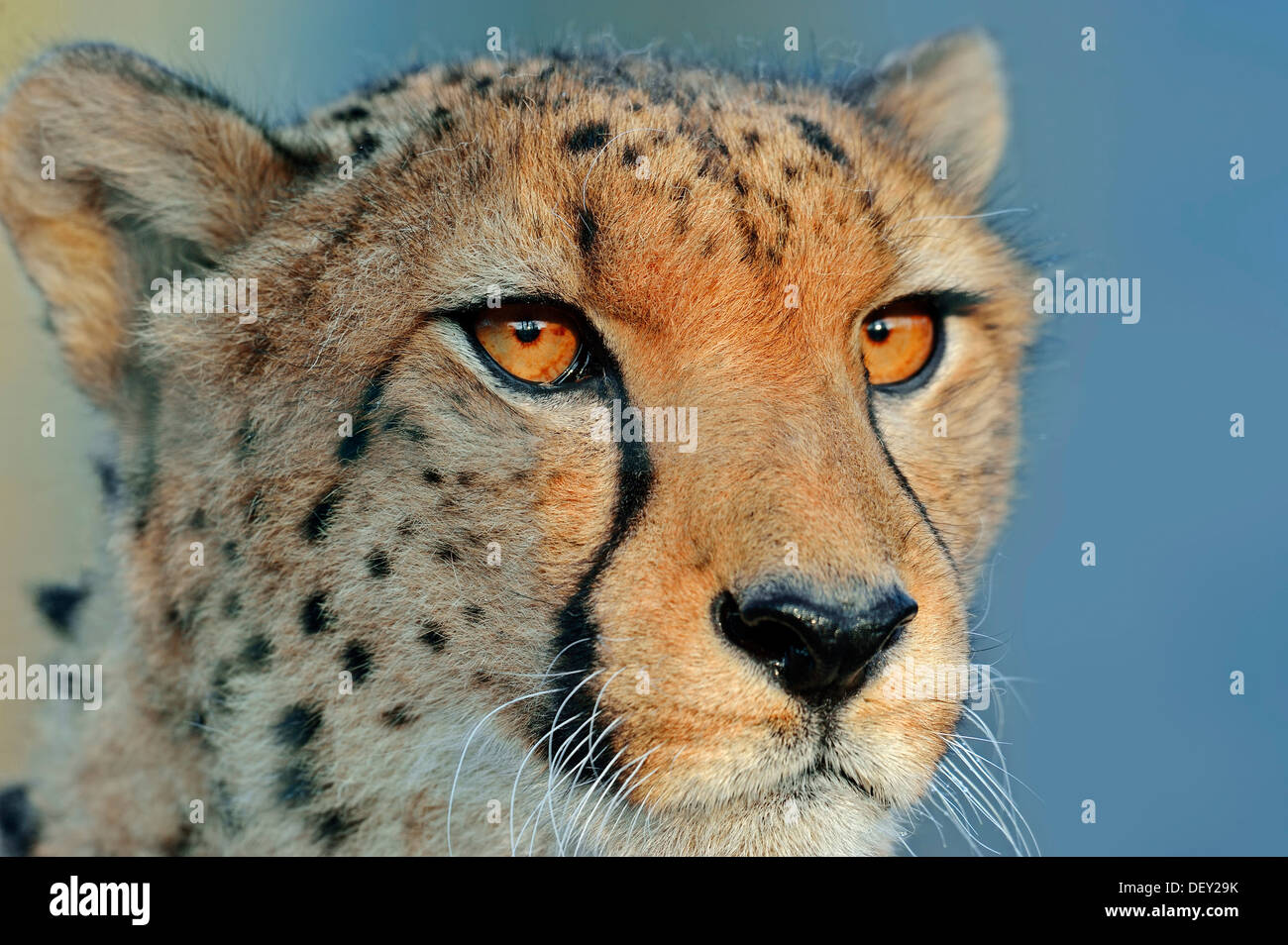 Le Guépard (Acinonyx jubatus), portrait, originaire d'Afrique, en captivité Banque D'Images