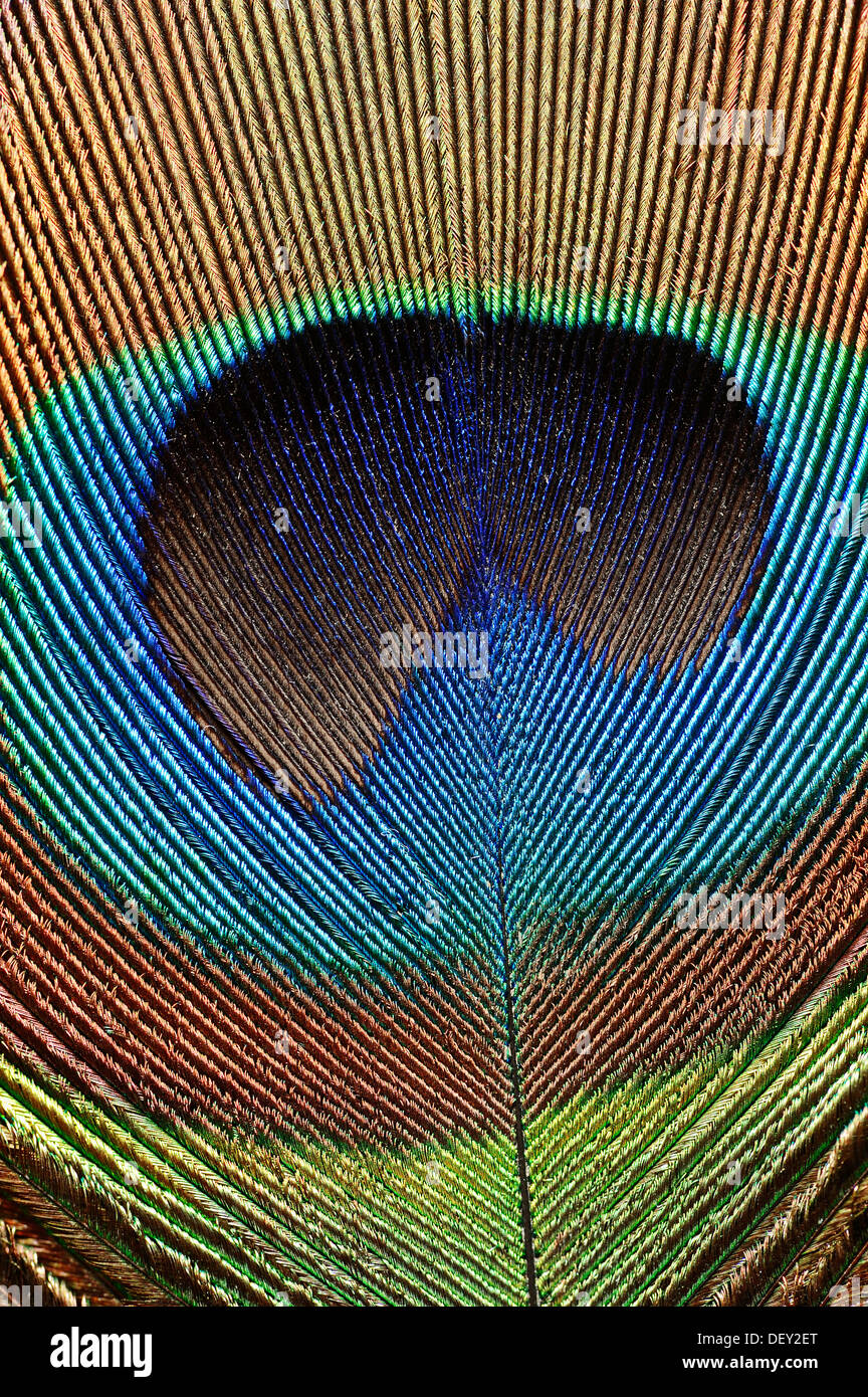 Pavo cristatus (paons indiens), détail d'une plume de la queue de l'homme, Rhénanie du Nord-Westphalie Banque D'Images