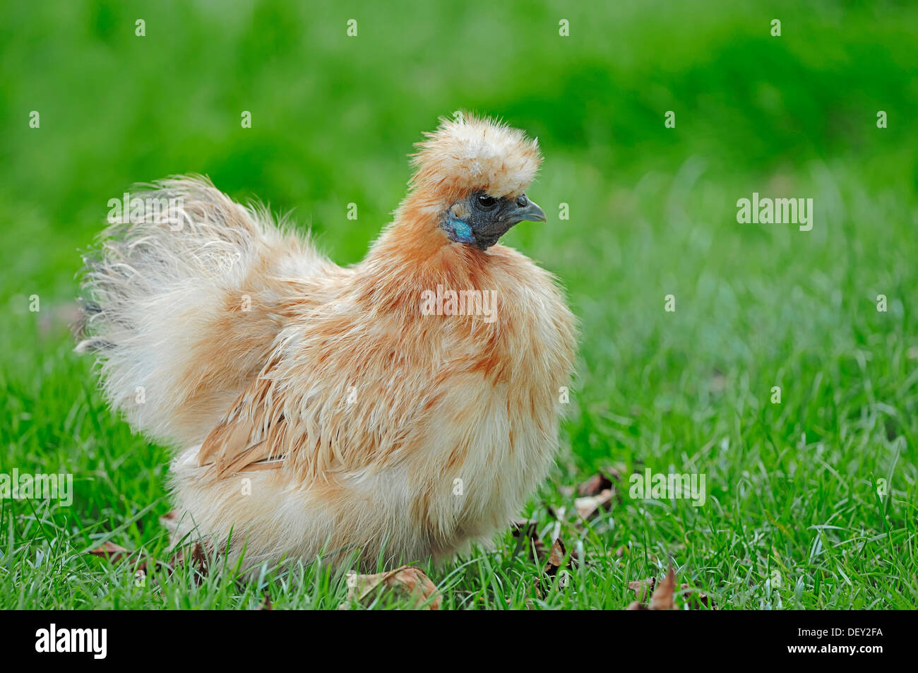 Pintade soyeux (Gallus gallus domesticus), poulet domestique, Rhénanie du Nord-Westphalie Banque D'Images