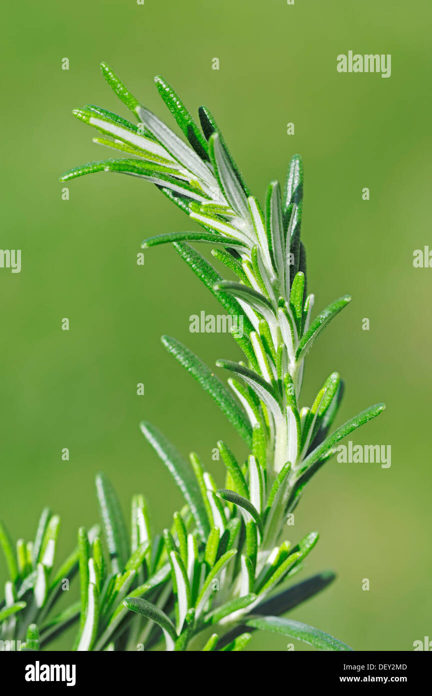 Le Romarin (Rosmarinus officinalis 'Prostratus'), Banque D'Images