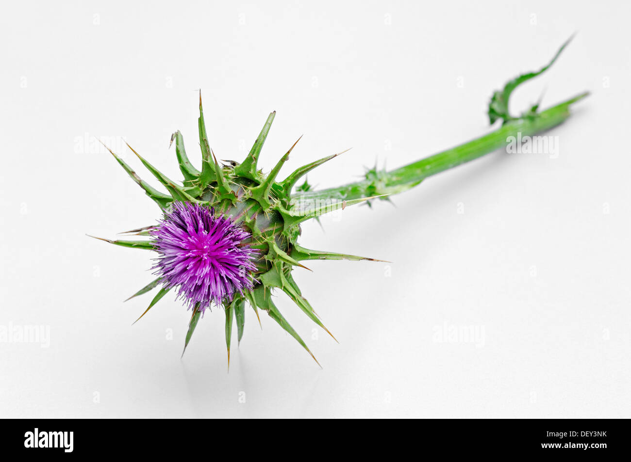 Le chardon-Marie (Silybum marianum) Banque D'Images