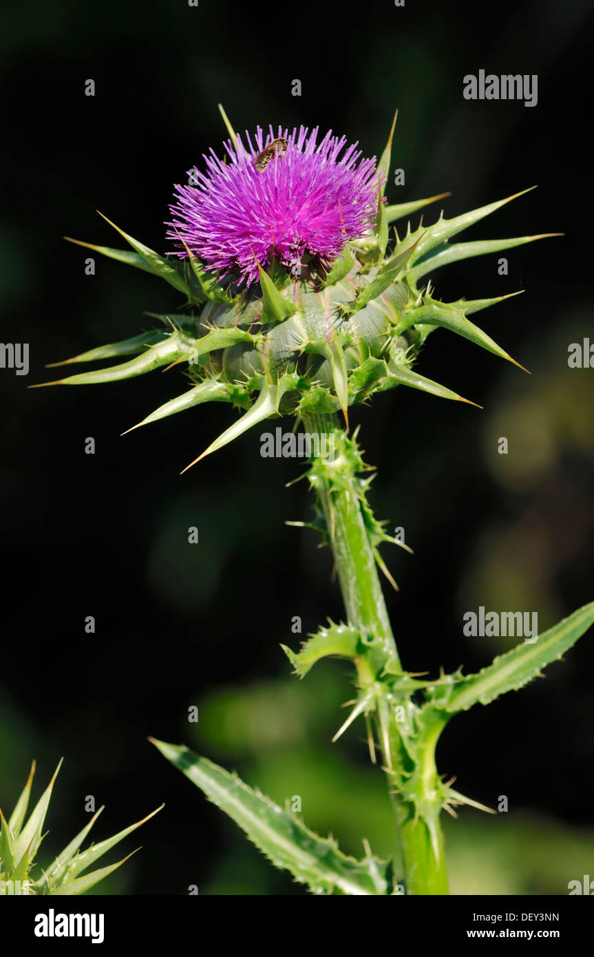 Le chardon-Marie (Silybum marianum), Provence, Sud de France, France, Europe Banque D'Images