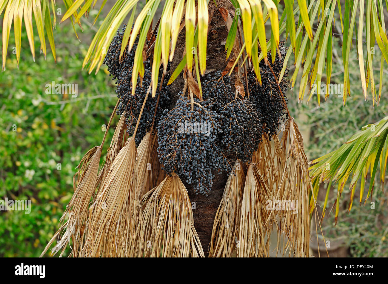 Chusan chinois ou Palm Palm (moulin) Trachycarpus fortunei avec fruit, originaire d'Asie, Provence, Sud de France, France Banque D'Images