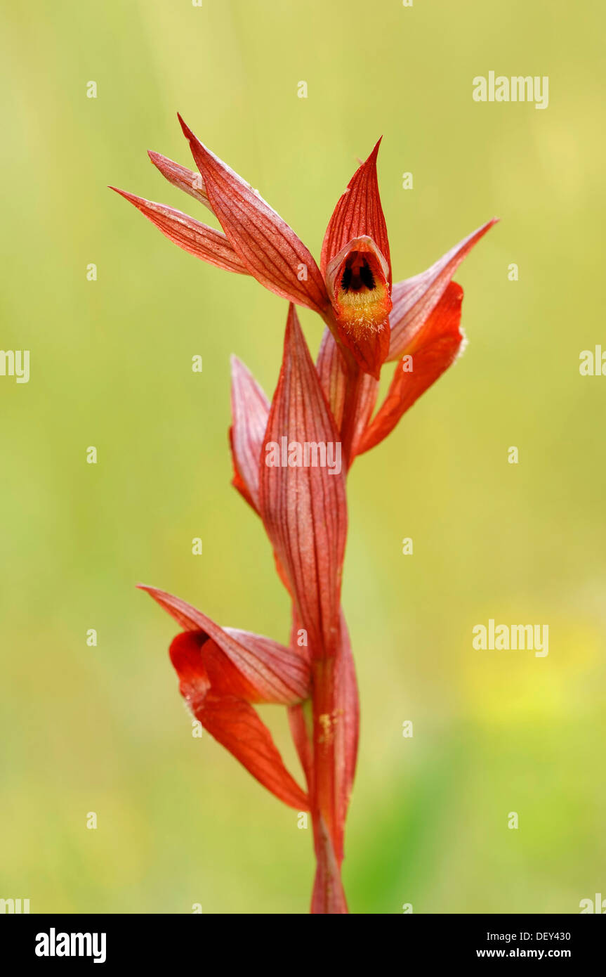 Lèvres Long Plow-Share ou le Serapias (Serapias vomeracea Serapias), Provence, Sud de France, France, Europe Banque D'Images
