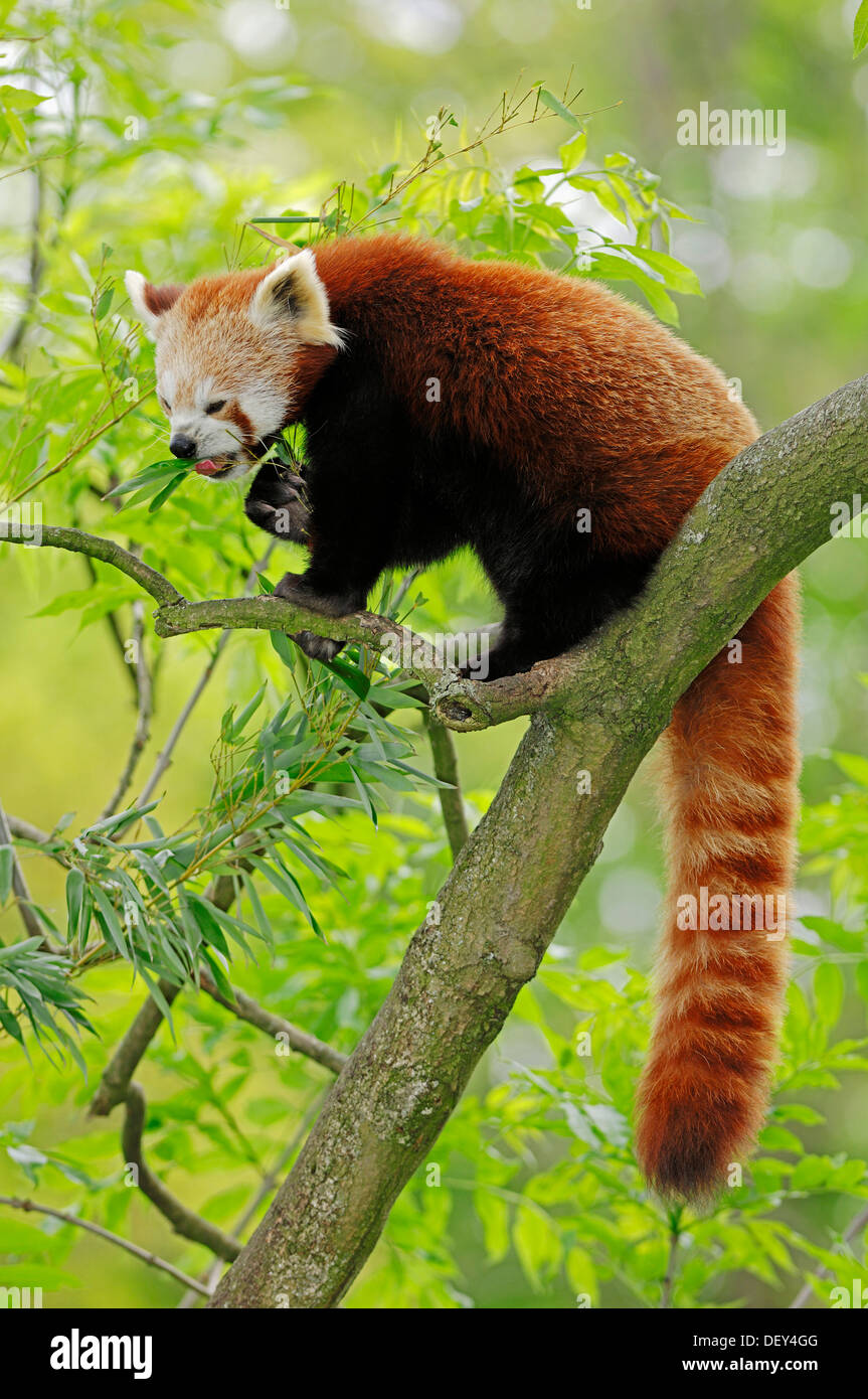 Le panda rouge (Ailurus fulgens), l'occurrence en Chine, captive, Allemagne Banque D'Images